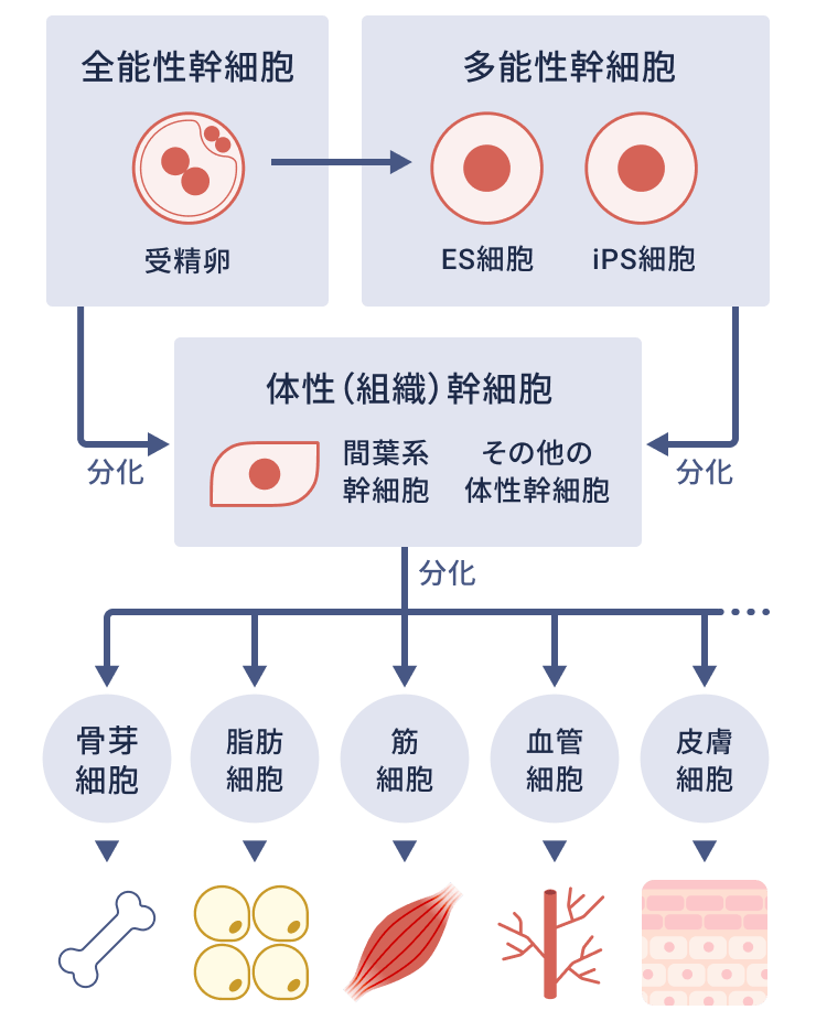 全能性幹細胞である受精卵、多能性幹細胞であるES細胞・iPS細胞から、体性幹細胞、そこから体細胞に分化して骨や筋肉血管などの組織や臓器が作られます。