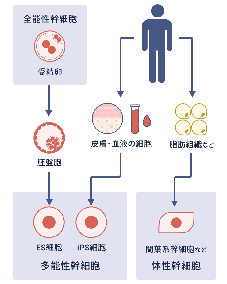 受精卵が細胞分裂した胚盤胞から作られるES細胞・皮膚や血液の細胞に遺伝子導入して作られるiPS細胞・間葉系幹細胞などの体性幹細胞が医療に使用される主要な幹細胞です。