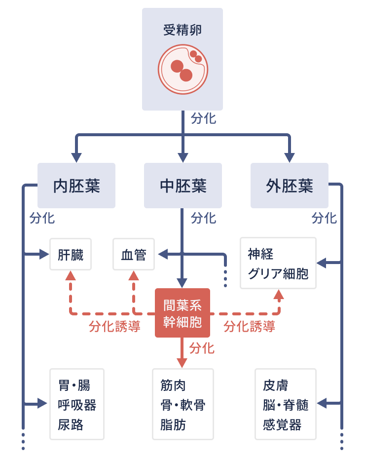 ヒトの発生初期の内胚葉・中胚葉・外胚葉のうち中胚葉から分化する間葉系幹細胞は、内胚葉の肝臓、外胚葉の神経細胞など異なる胚葉の細胞にも分化誘導できることが分かっています。
