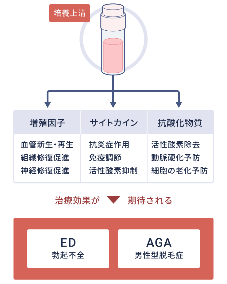 増殖因子が血管など細胞の増殖修復を促進、サイトカインが免疫調節を行い、培養時に添加される抗酸化物質による抗酸化作用も相まって、ED・AGA・男性不妊・前立腺炎・男性更年期障害への治療効果が期待されます。
