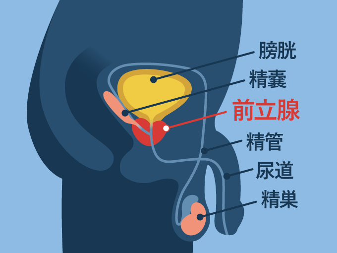 膀胱のすぐ下に位置する前立腺は、その内部で精子と尿の通り道が合流しています